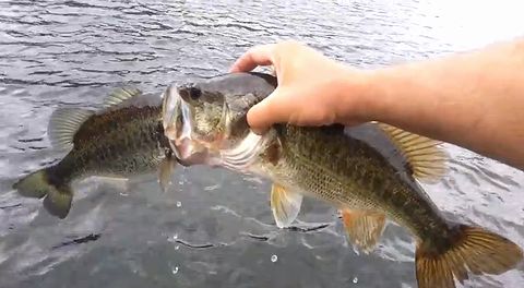 Locking_mouth_basses.jpg