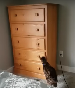 Loki_plays_hide_and_seek.png