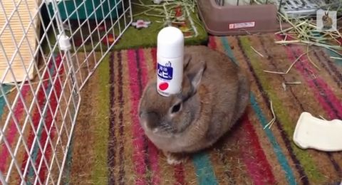 MUHI_and_rabbit.jpg