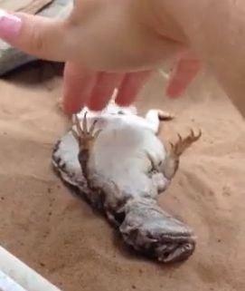 Mali_uromastyx.jpg