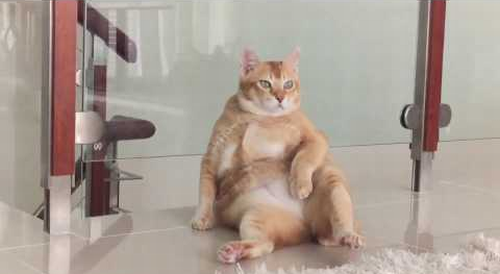 Mok_is_the_most_chilled_cat_ever.png