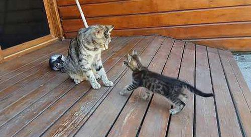 Mom_cat_cleaning_her_kitten_by_force.jpg