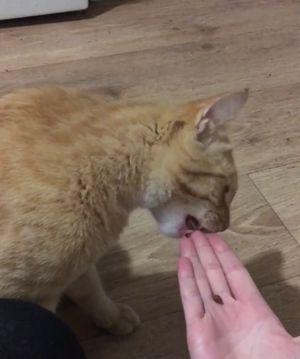 Mr_Meows_needs_glasses.jpg