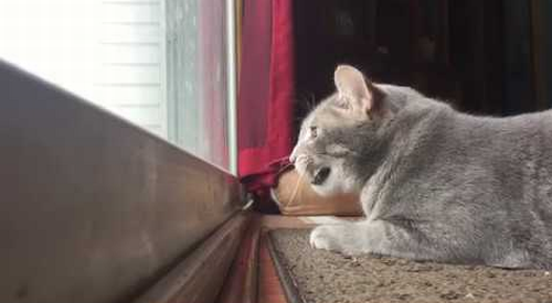 My_cat_mumbles_to_himself.png