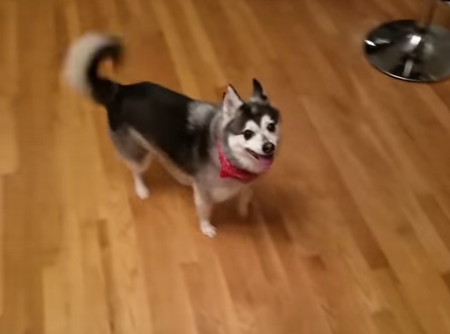 My_derpy_dog_likes_to_drift.png
