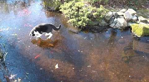 Nadia_chasing_goldfish.jpg