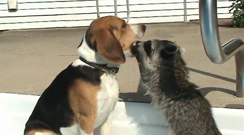 Oscar_the_Raccoon.jpg