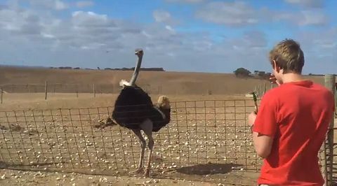 Ostrich_taming.jpg