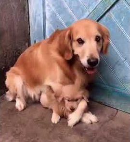 Overprotective_dog_parent.jpg