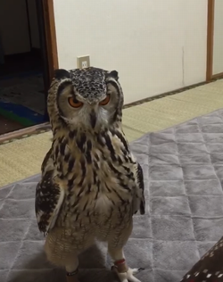 Owl_Intrigued_by_Stuffed_Rat.png