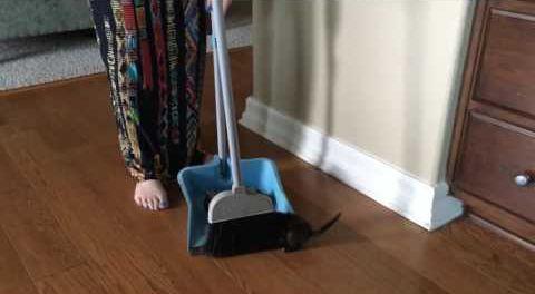 Owner_Sweeps_Up_Kittens.jpg