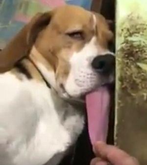 Owner_pulls_out_sleep_dog.jpg