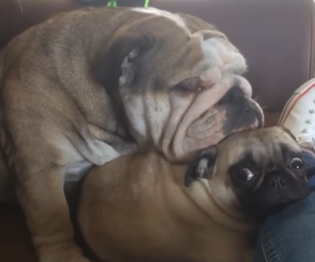 Passed_out_on_his_puppy.png