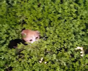 Peek-a-Boo_Bush_of_Kittens.png