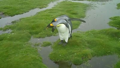 Penguin_Dilemma.jpg