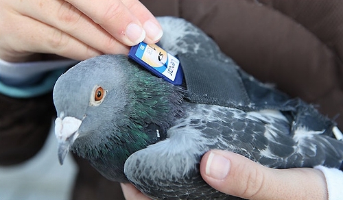 Pigeon_Express.jpg