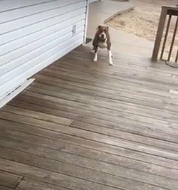 Pitbull_Slips_on_Ice.jpg