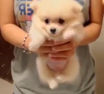 Pomeranian_Air_Swimming.jpg