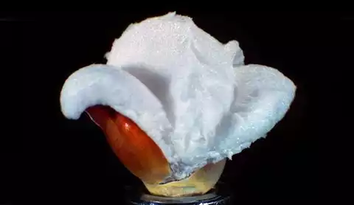 Popping_Popcorn_at_30000_FPS.png
