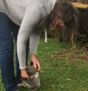 Port_Stephens_Koalas.png