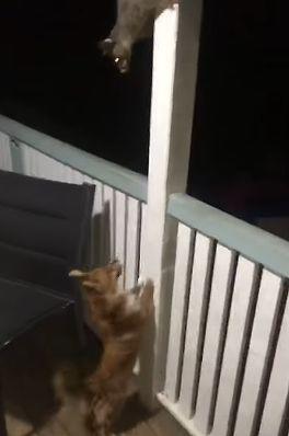 Possum_Versus_Puppy.jpg
