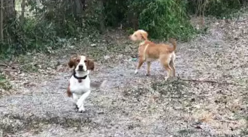 Puppers_first_snow.png