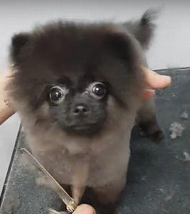 Puppies_Grooming_Dance.jpg