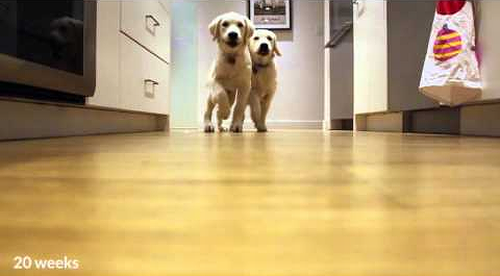 Pups_running_for_dinner.png