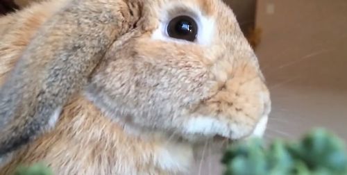 Rabbit_Eating_in_Slow_Motion.jpg