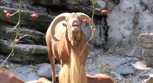 Ram_screaming_like_human.jpg