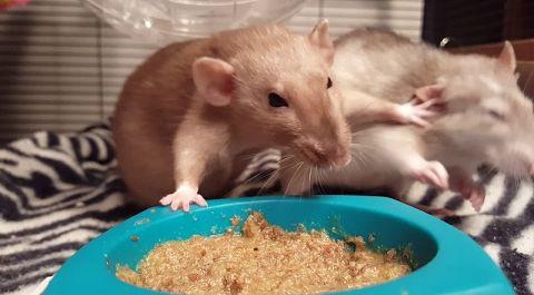 Rats_have_a_slap_fight.jpg