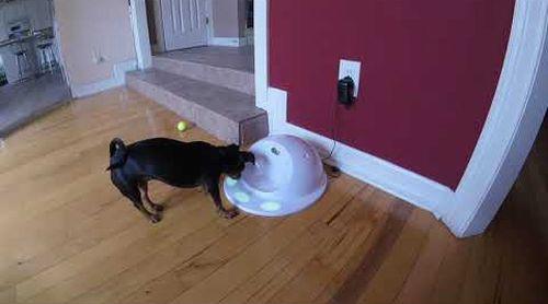 Ripley_Loves_to_Fetch.jpg