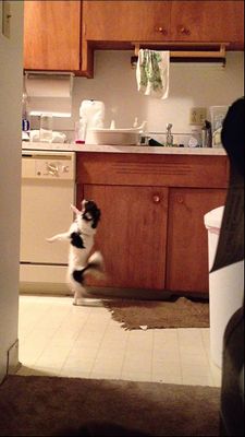 SLOOPY_THE_DANCING_CHIHUAHUA.jpg