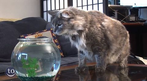 Scaredy_Cats.jpg