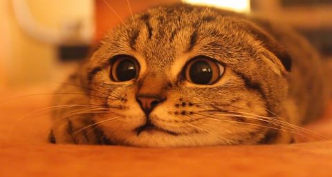 Scottish_fold_kitten_on_the_prowl.jpg