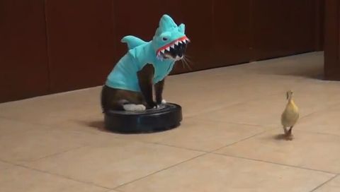 Shark_and_Duckling.jpg