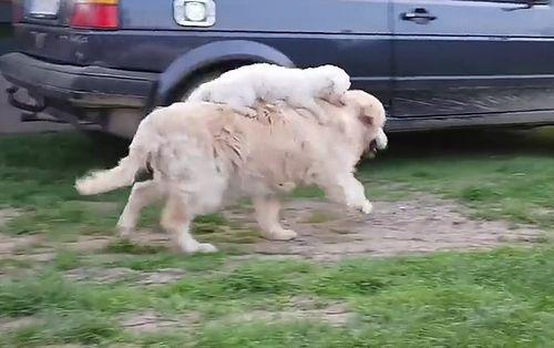 Small_dog_loves_to_go_for_rides_on_back.jpg