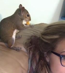 Squirrel_Burying_Cheeto.png