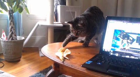 Terrifying_banana_peel.jpg