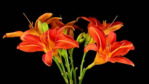The_Beauty_of_Flowers_01.jpg