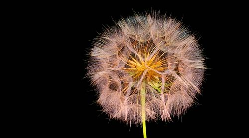 The_Beauty_of_Flowers_02.jpg