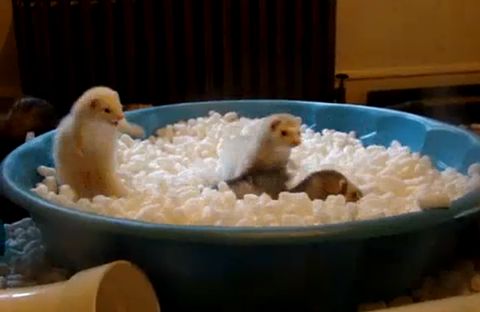 The_Peanut_Pool.jpg