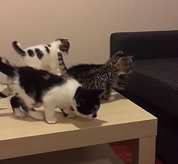 The_last_kitten_cant_make_the_jump.jpg