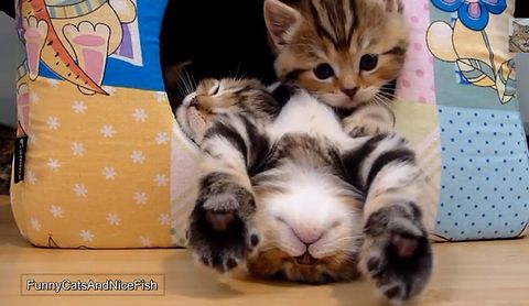 The_most_polite_kitten.jpg