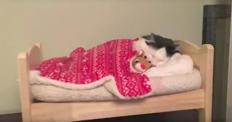 Tiny_Human_Bed.png