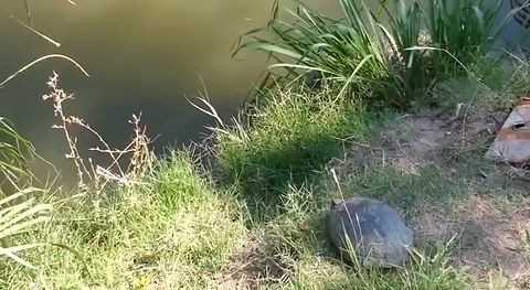 Turtle_jump.jpg