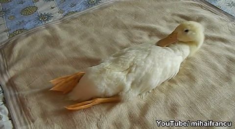 Vacuuming_My_Duck.jpg