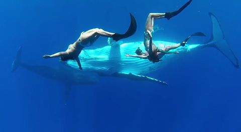Whale_fantasia.jpg