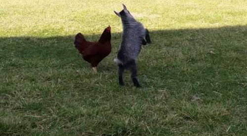 When_Rooster_Met_Goat.png