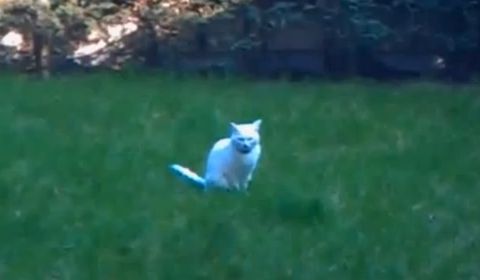 a_cat_going_around.jpg
